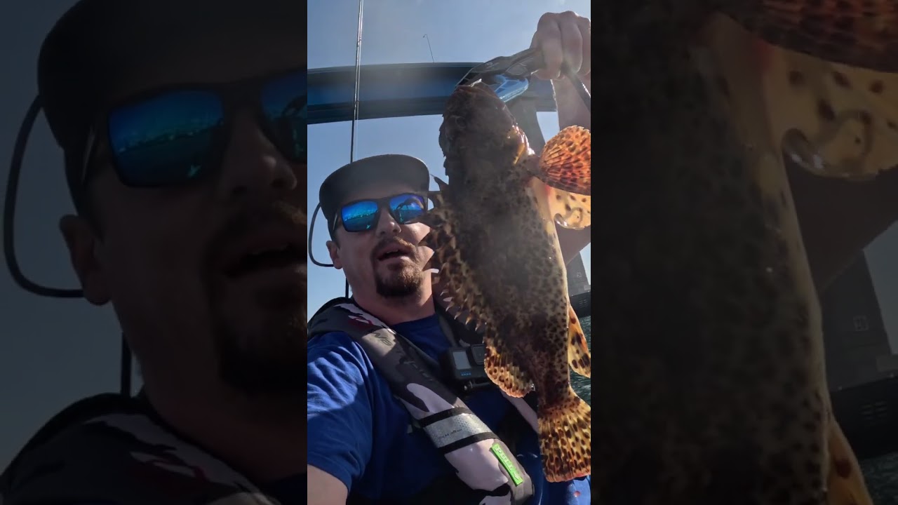 San Diego Bay Sculpin Catch & Cook. Full video up on YouTube now! 