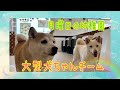 【幼稚園】月曜日の幼稚園🐾大型犬ちゃんチーム