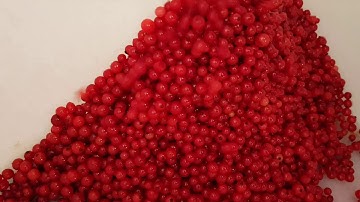 Dryce : sorting machine used for red currants | RAYTEC VISION SpA