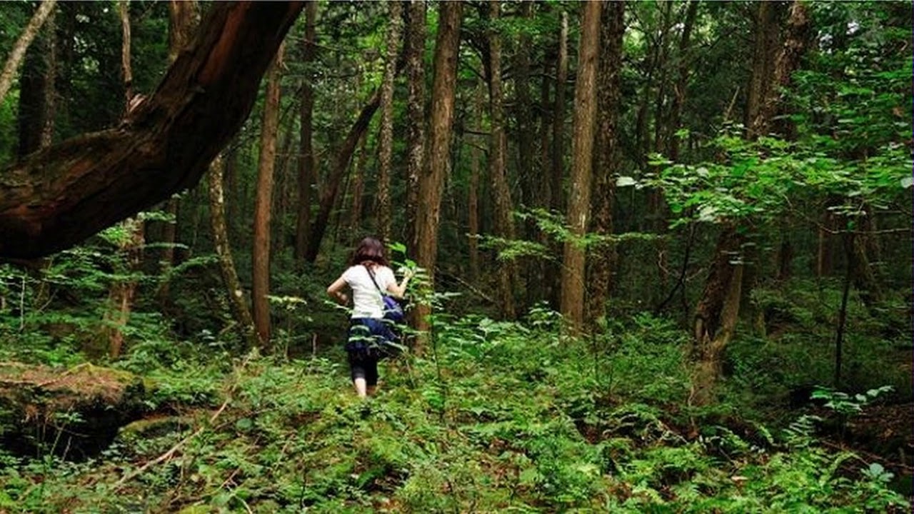 Noticias del Mundo Asi es Aokigahara, el bosque de los suicidios de Japon e...