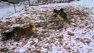 Simba is Available for Adoption in PA