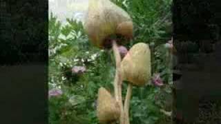 Wooden Magic Mushrooms Commission, garden ornaments, wood garden sculpture.
