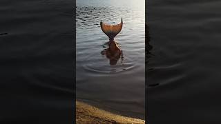 Mermaid of the Lake Resting in the Shallows at Sunset #realmermaid #mermaidvideo #mermaid