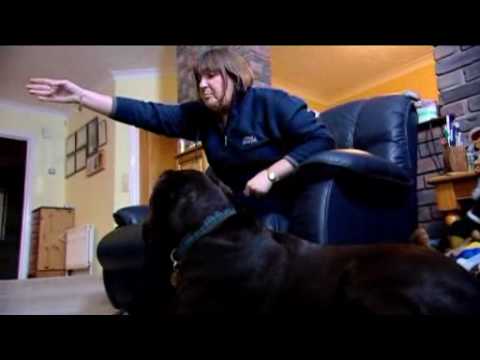 Vídeo: Sinais de uma crise Addisoniana em cães