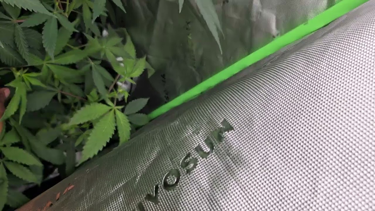 Week 1 Flower Update: LitFarms Zereal Milk/Lemon Cherry Bath; Msnlseeds: Biscotti/ Wedding Cake...