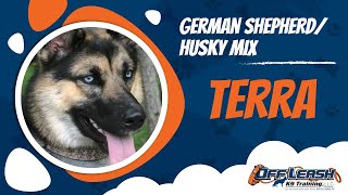 Husky/German Shepherd mix, Terra | Best Dog Training Upstate NY | E Collar Training
