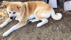 おはぎチャンネル 刈り上げきなこ Youtube おはぎチャンネル 刈り上げきなこ Youtube
