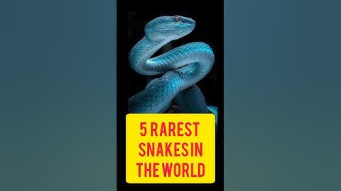 Top 5 Rarest Snakes in the World 🌍 | #top5 #rarest #snakes #hindifactshorts @Viraltalkslive
