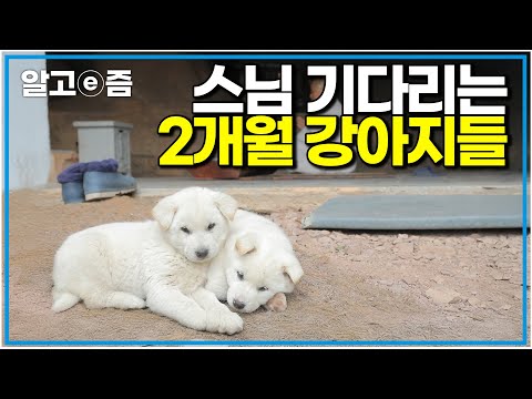하루 종일 사고 치는 절 강아지😍&amp;#39; <strong>산속에서</strong> 홀로 살아가는 스님과 스님 따라다니며 사고 치는 생후 2개월 강아지들｜한국기행｜알고e즘