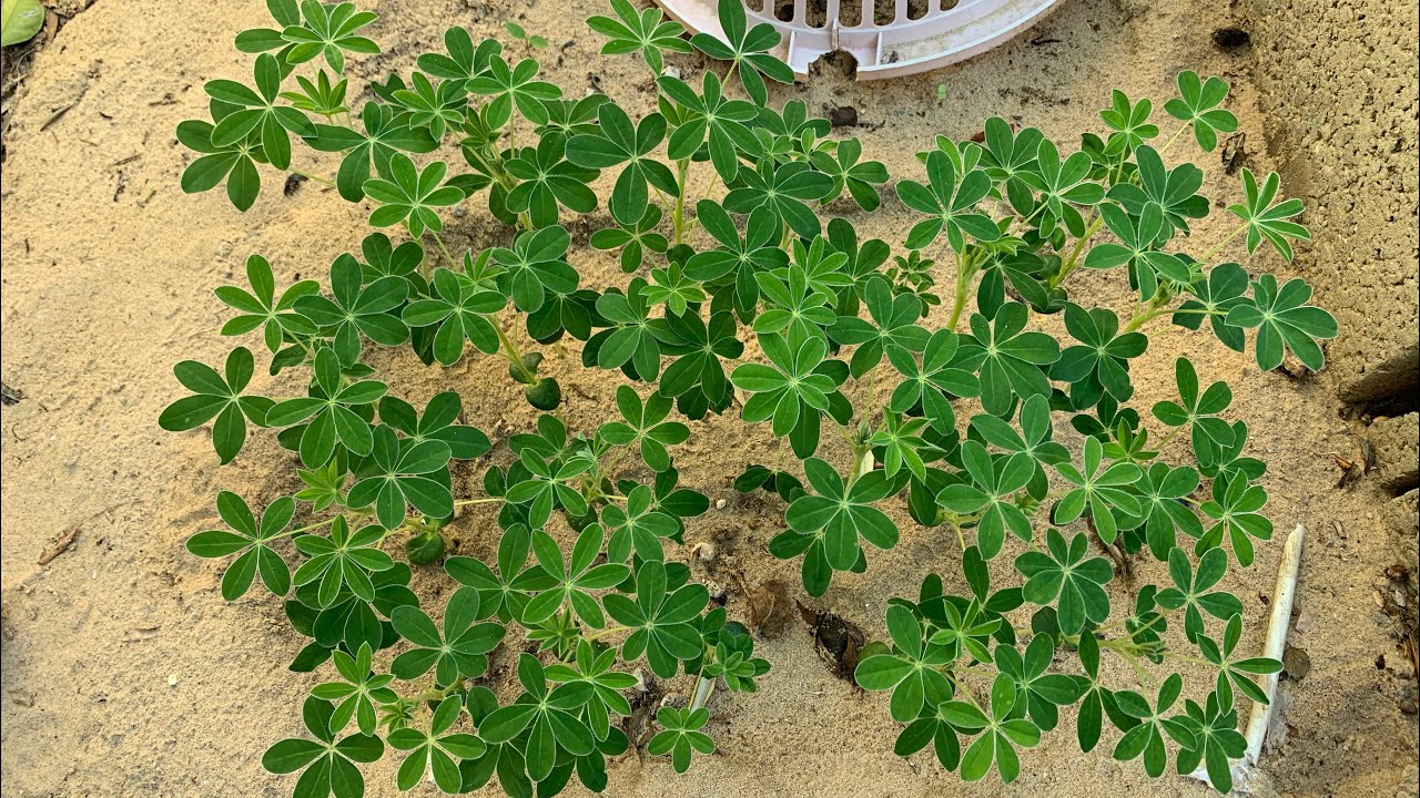 زراعة الترمس من البذور وانبات خلال اربعة أيام/ نبات شكله روعة وينفع كنبات زينة