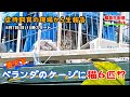 【緊急生配信】「炎天下、ベランダのケージに猫6匹 ⁉」どうすれば この猫たちを救えるのか…