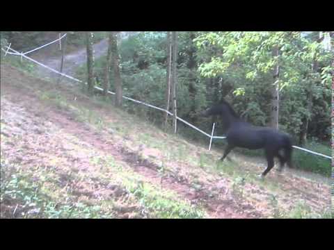 animaux domestiques galop