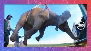 How to Move an Elephant | Wildlife in 360 VR