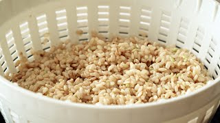 How to cook brown rice softer and healthier