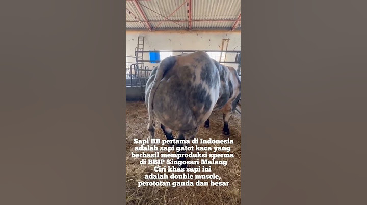 VIRAL‼️SAPI BELGIAN BLUE🔥🔥