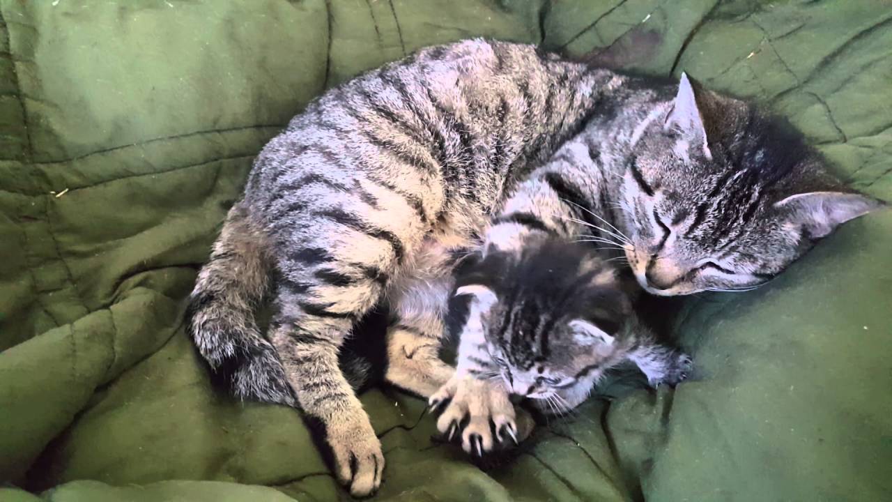 Sadly ,Mother Cat loses her litter of kittens and next day this kitten shows up needing a moma