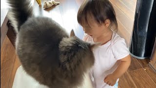朝はより甘えたい猫　ノルウェージャンフォレストキャットCats want more affection in the morning. Norwegian Forest Cat.