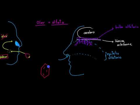 Olfato - estructura y función | Procesar el entorno | Khan Academy en Español