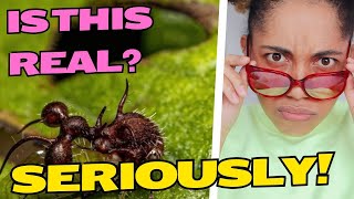 The Weirdest Bug Youve Never Seen The Brazilian Treehopper