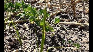 Bumper Crops: Weed Control with Uneven Soybean Crop Emergence