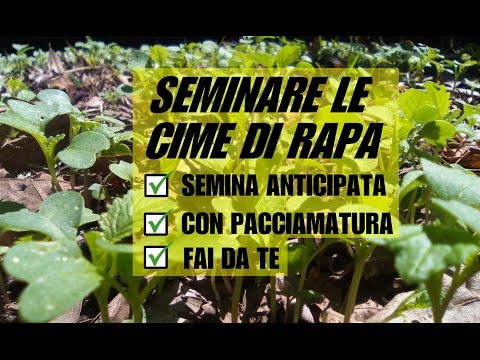 Video: Coltivazione Della Rapa: Tecnologia Agricola, Preparazione Del Seme, Semina, Cura