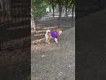 ドッグランでの過ごし方、最近はこんな感じです。 #andpremium #アンドプレミアム #柴犬