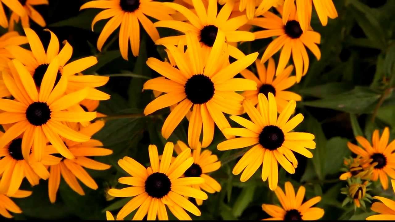 Sunflower YouTube