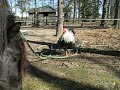 Visiting the Draft Horse on the Farm