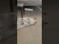 바둑이일상 #pets #cute