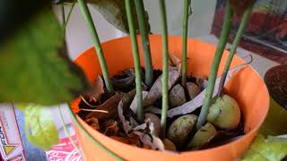 Авокадо из косточки. Выращивание авокадо в домашних условиях