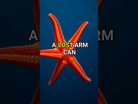 The Amazing Starfish