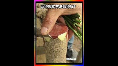 Bạn thích phương pháp ghép nào hơn  công nghệ trồng trọt  công nghệ nông nghiệp  ghép cây bưởi  Trợ