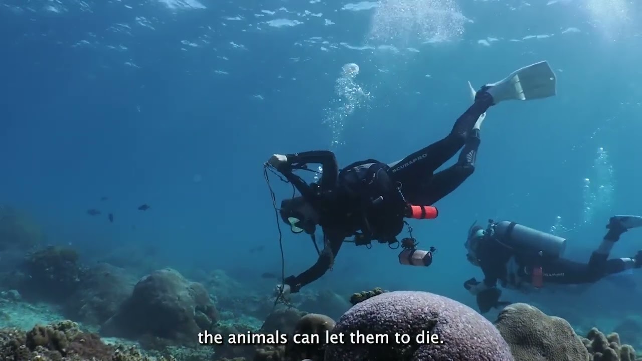 Celebrate World Ocean Day with Blue Corner