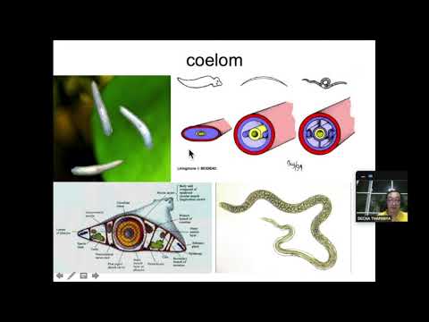 วีดีโอ: Placozoans มีเนื้อเยื่อที่แตกต่างกันหรือไม่?