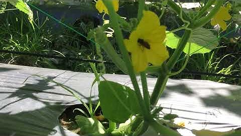 HOW TO PRUNE CUCUMBER PLANTS FOR BEST PRODUCTIONS