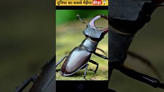The $89,000 Beetle (World's Most Expensive Bug)