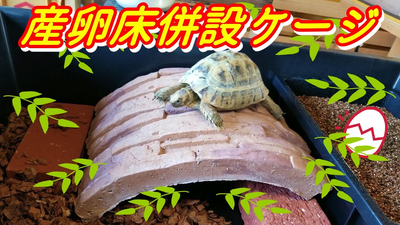 リクガメの産卵床併設ケージ プラ船 プラ舟 ギリシャリクガメ Youtube