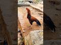Parrot beck long tail for sale ph 9535075113