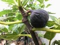Removing Figs that Won't Ripen? August Fig update
