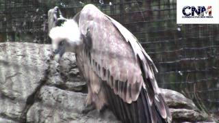 Griffon Vulture in 1080P HD!!  - It looks like a Griffin of Mythical Lore!!