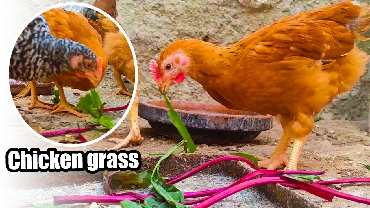 How to Keep Your Chickens Happyand Healthy with the Right Grasses🐔😍