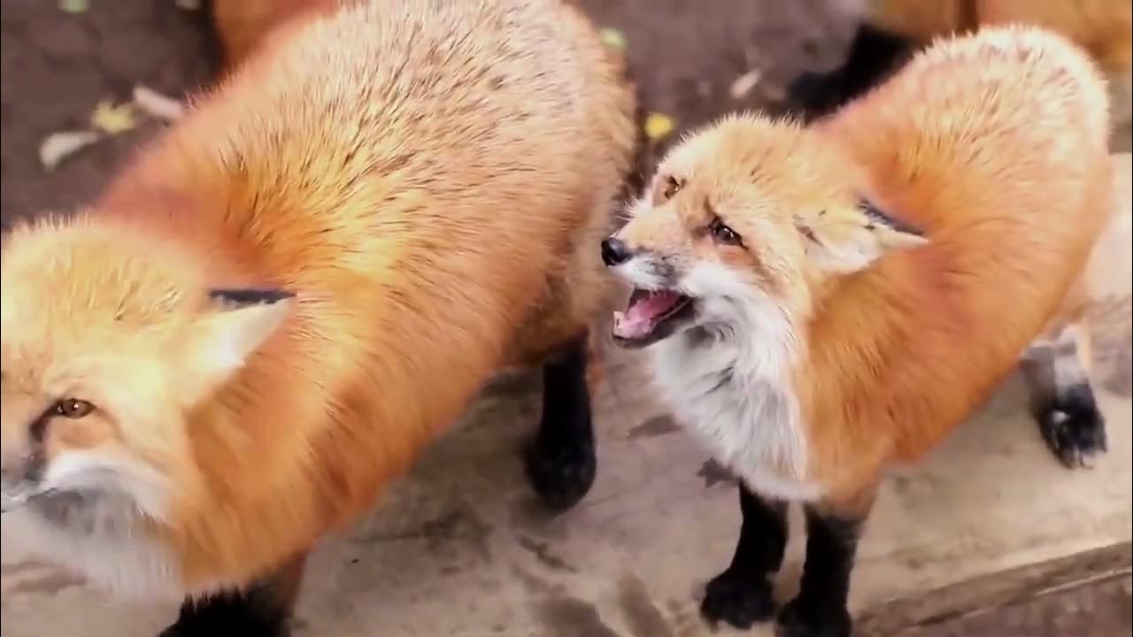 what does Fox Sound like YouTube