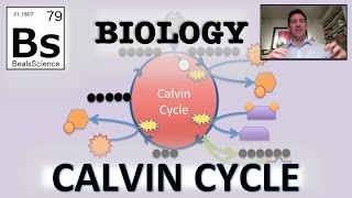 Photosynthesis: Calvin Cycle