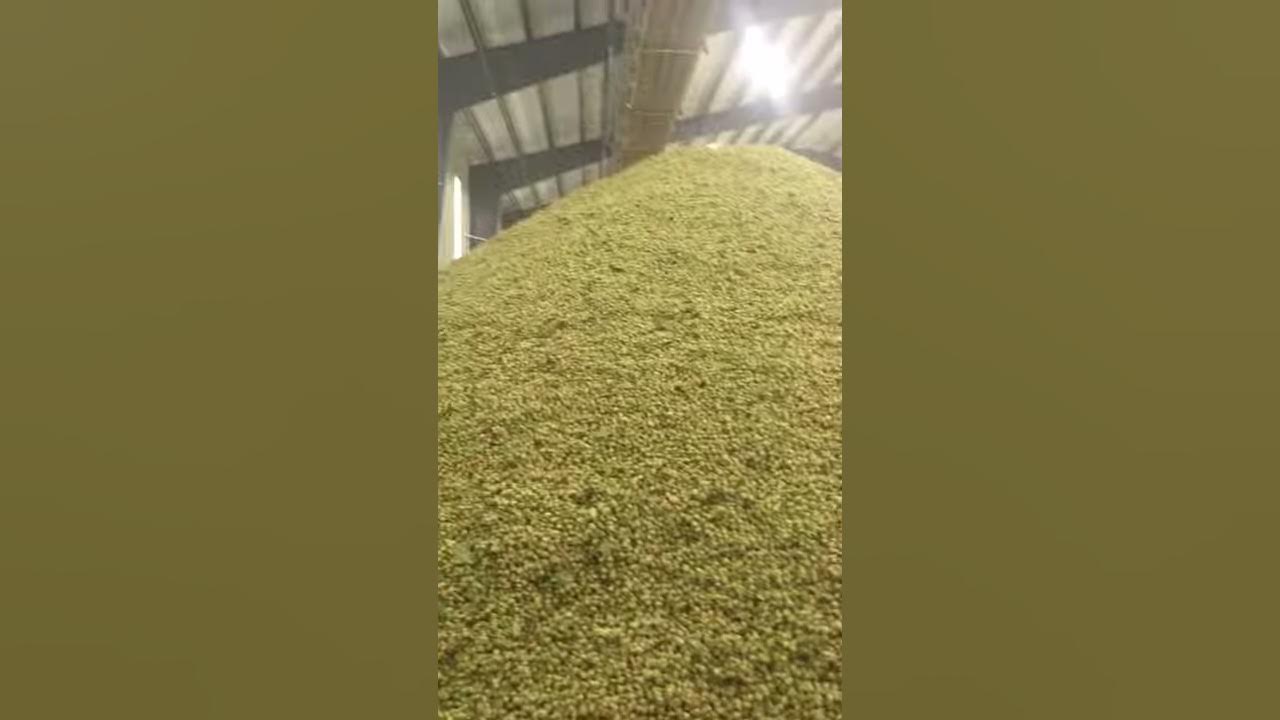 Loftus Ranches inside bailing room with cooling fans YouTube