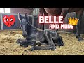 Belle is super cute! Just like Blomke. Big boss Puck. Riding different horses. | Friesian Horses