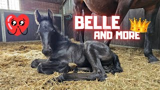 Belle is super cute! Just like Blomke. Big boss Puck. Riding different horses. | Friesian Horses