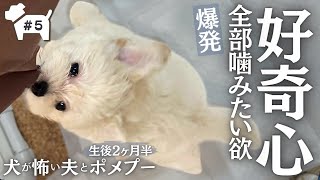 【005】生後2ヶ月半の子犬ポメプーのかわいい好奇心が溢れ出すましゅlog