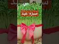 سبزه عید نوروز سبزه عدس عیدنوروز سبزه عید سبزه هفت سین