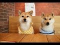 柴犬だいふくのくるみちゃんと早食い競争してみた [ Shibainu Daifuku and Kurumi had a good time at the dog cafe ]