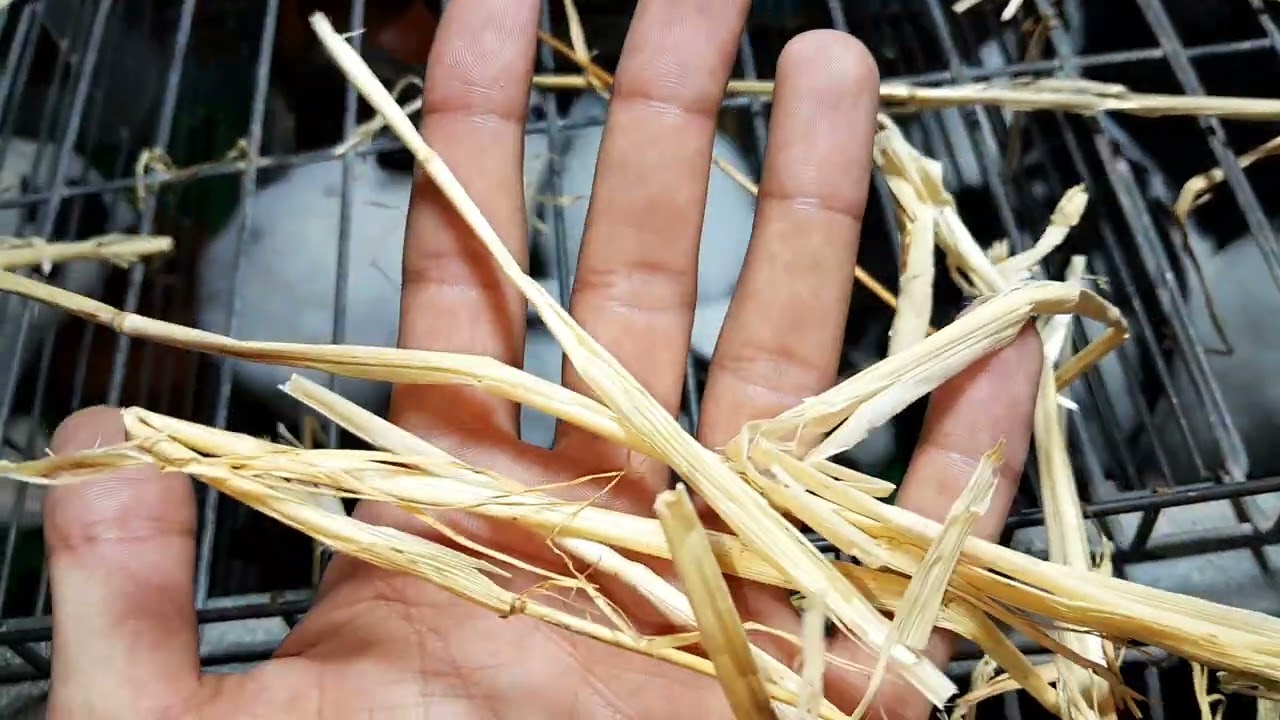 الطريقة الصحيحة لتقديم التبن🌾 🍂للحصول على قطيع🐇 بصحة جيدة 💪